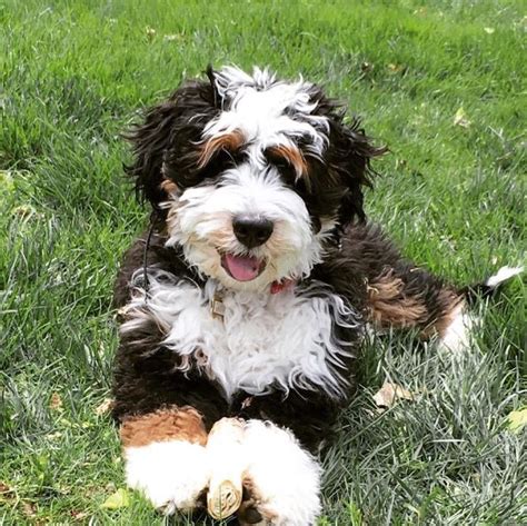  You can also find Bernedoodles at lower prices at puppy mills, but you should stay as far as possible from these places